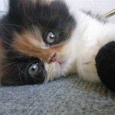 Blanding af racer *Shiva*