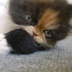 Blanding af racer *Shiva*