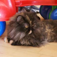 Perser Misty browns Jenny (Jinx)