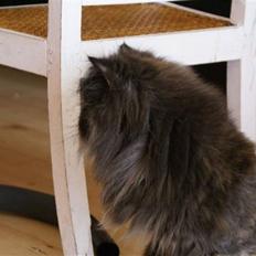 Perser Misty browns Jenny (Jinx)