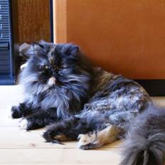 Perser Misty browns Jenny (Jinx)