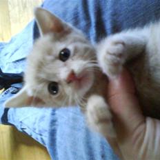 Huskat plys har fået nyt hjem