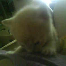 Huskat plys har fået nyt hjem