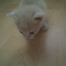 Huskat plys har fået nyt hjem