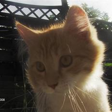 Blanding af racer Ozzy :D