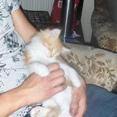 Blanding af racer Ozzy :D