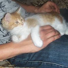 Blanding af racer Ozzy :D