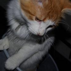 Norsk Skovkat Shivas