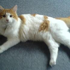 Norsk Skovkat Shivas