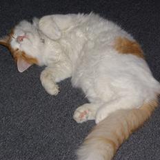 Norsk Skovkat Shivas