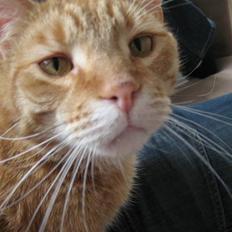 Blanding af racer Garfield