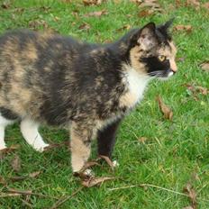 Blanding af racer Muddi  *R.I.P.*