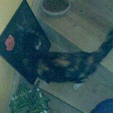 Blanding af racer Muddi  *R.I.P.*