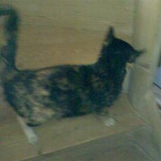 Blanding af racer Muddi  *R.I.P.*