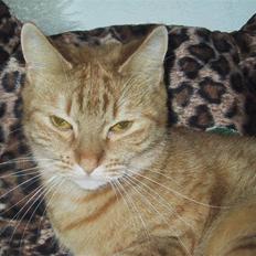 Huskat Sille *stukket af*