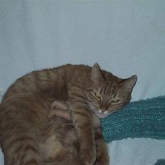 Huskat Sille *stukket af*