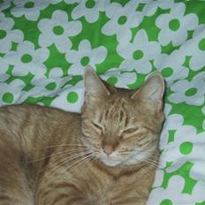 Huskat Sille *stukket af*