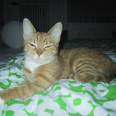 Huskat Mille *stukket af*