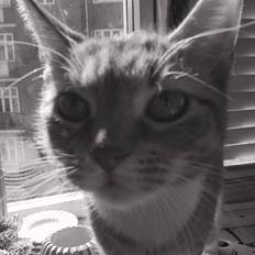 Huskat Mille *stukket af*