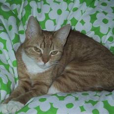 Huskat Mille *stukket af*