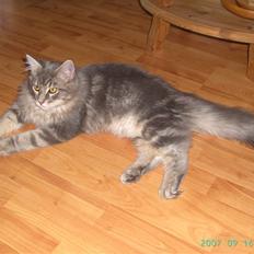 Maine Coon Ingolf