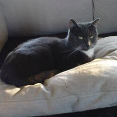 Blanding af racer Misser