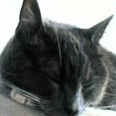 Blanding af racer Misser