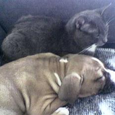 Blanding af racer Misser