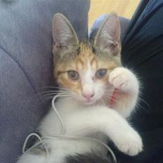 Blanding af racer Felia