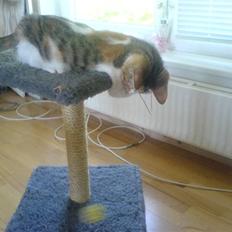 Blanding af racer Felia