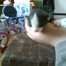 Huskat  pjevs :) rip d 21 sep o9