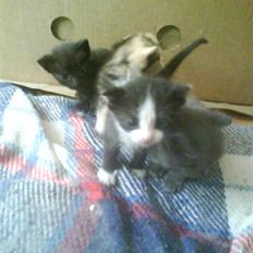 Huskat  pjevs :) rip d 21 sep o9