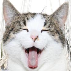 Blanding af racer Bettemis:) 