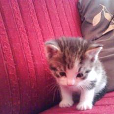 Blanding af racer Bettemis:) 