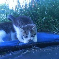 Blanding af racer Bettemis:) 