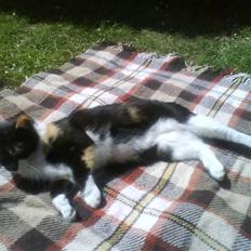 Blanding af racer Cille <3 Billeder kommer 