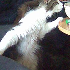 Norsk Skovkat Nando /aflivet :-(