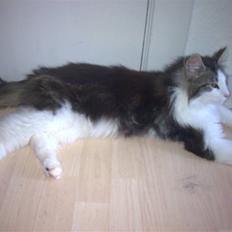 Norsk Skovkat Nando /aflivet :-(