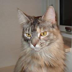 Maine Coon tøzen