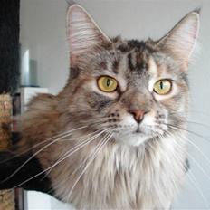 Maine Coon tøzen