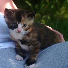 Blanding af racer Felia