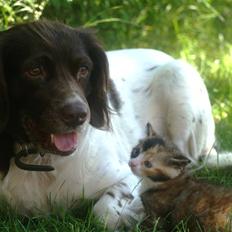 Blanding af racer Felia