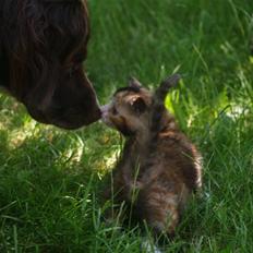 Blanding af racer Felia