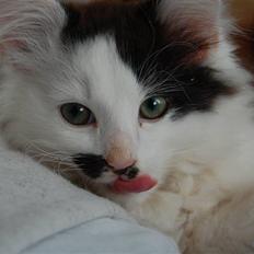 Blanding af racer Fister