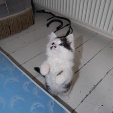 Blanding af racer Fister