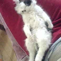 Blanding af racer Fister