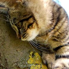 Blanding af racer Tarzan