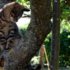 Blanding af racer Tarzan