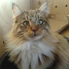 Maine Coon harry(of diamonds dream)