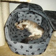 Maine Coon harry(of diamonds dream)